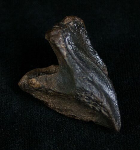 Partially Rooted Triceratops Tooth - #7162
